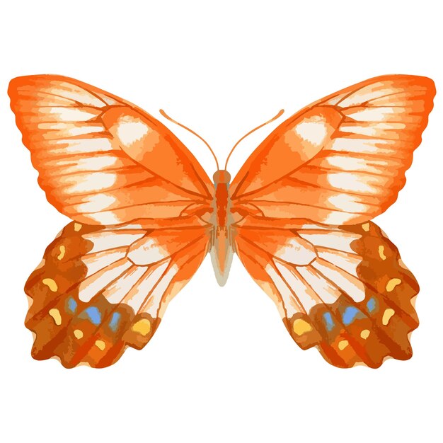 Vettore illustrazione dell'acquerello di vettore della farfalla realistica