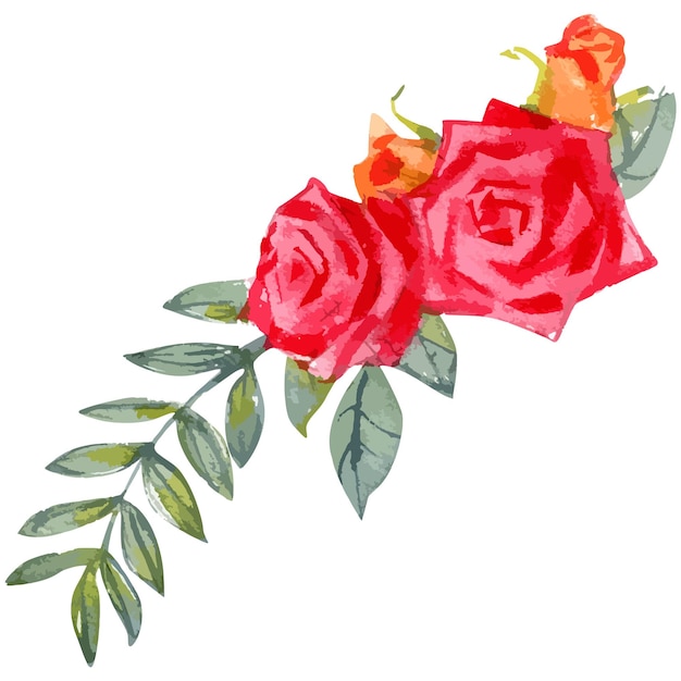 Vector vector watercolor illustration of rose flower sketch