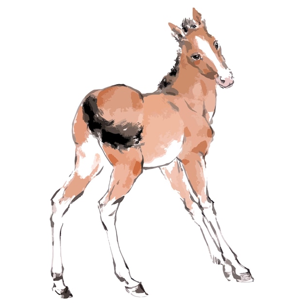 Vector vector watercolor illustration of running baby horse