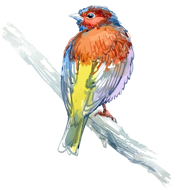 Vector vector watercolor illustration of small forest bird common chaffinch