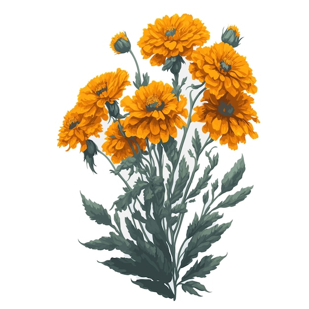 Vector vector watercolor inca marigold clipart floral bouquet