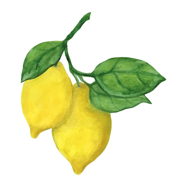 Vector watercolor lemons