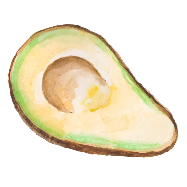 Vettore avocado dipinto ad acquerello vettoriale elementi di design di alimenti freschi disegnati a mano isolati su sfondo bianco