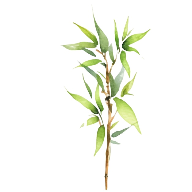 ベクトル水彩画は竹を描いた手描きの花のデザイン要素が白い背景で隔離