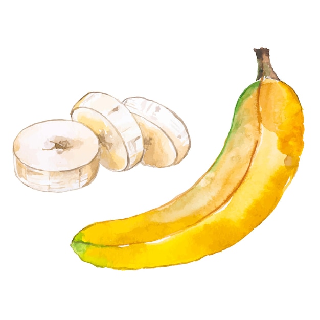 벡터 수채화 그린 바나나 손으로 그린 신선한 음식 디자인 요소 흰색 배경에 고립