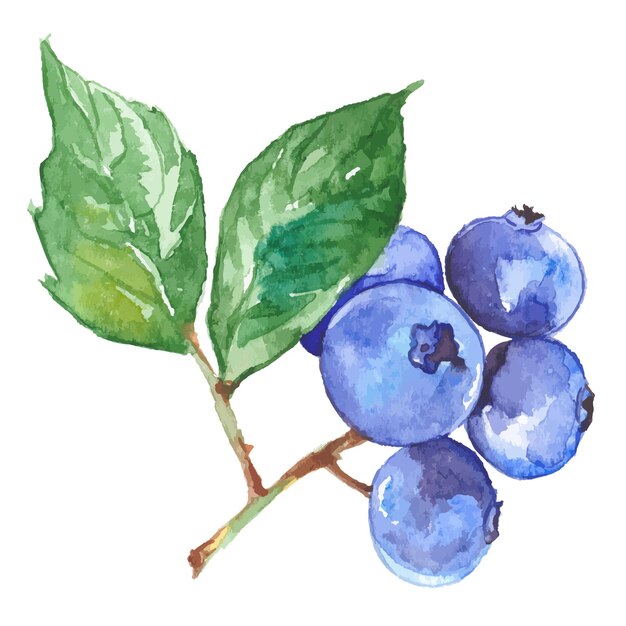 ベクトル水彩画はブルーベリーを描いた手描きの生鮮食品のデザイン要素が白い背景で隔離