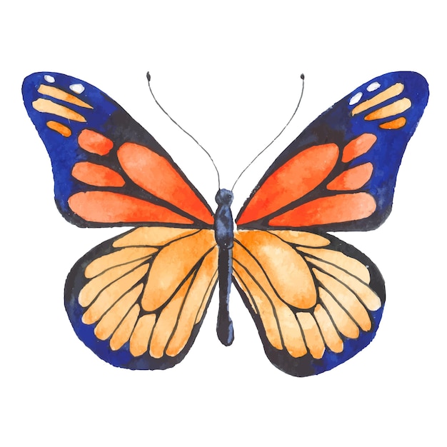 Vector Watercolor painted butterfly Hand drawn design elements isolated on white background