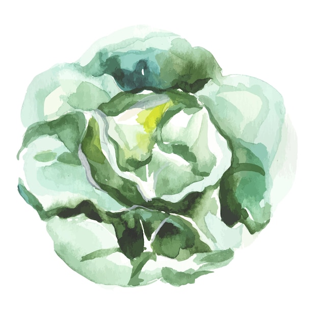 Vector Watercolor painted cabbage Hand drawn fresh food design element isolated on white background