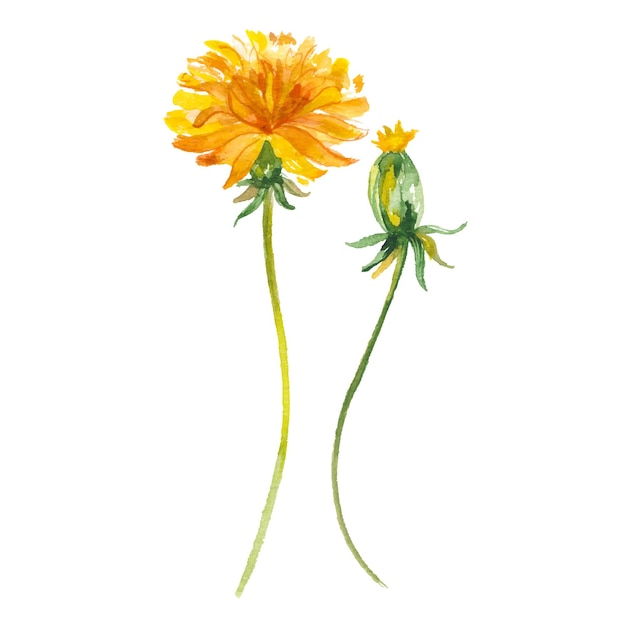 Vector Watercolor painted dandelion flower Hand drawn flower design elements isolated on white background