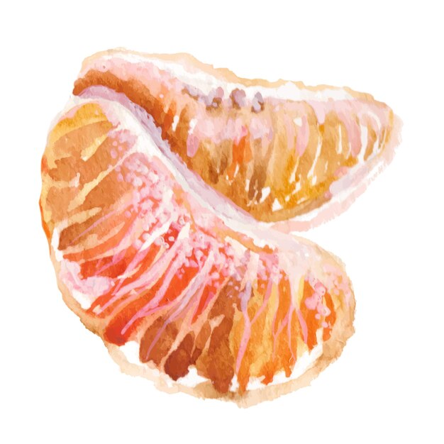 vector watercolor painted mandarin hand drawn fresh food design elements isolated on white background