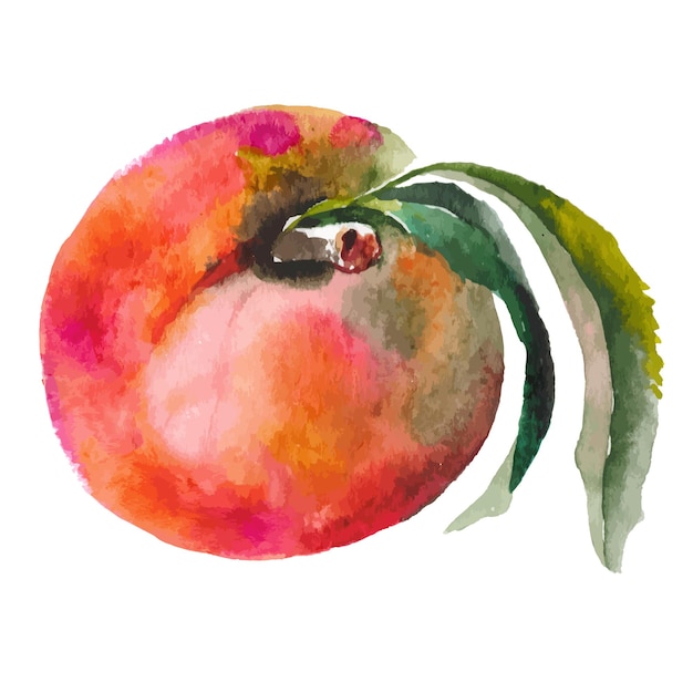 ベクトル水彩画は桃を描いた手描きの生鮮食品のデザイン要素が白い背景で隔離