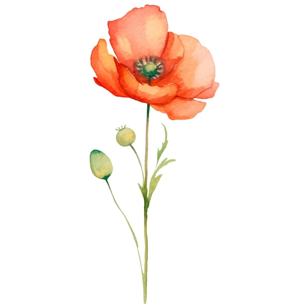 Vector watercolor painted poppy flower Hand drawn design element isolated on white background