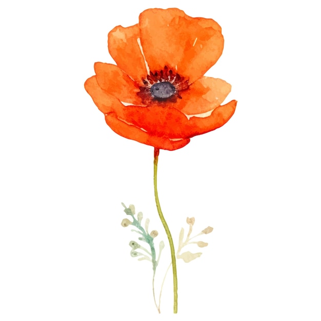 Vector vector watercolor painted poppy flower hand drawn design element isolated on white background