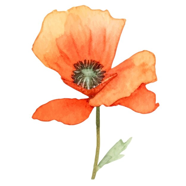 Vector watercolor painted poppy flower Hand drawn design element isolated on white background