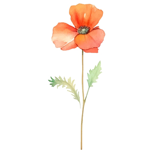 Vector watercolor painted poppy flower Hand drawn design element isolated on white background
