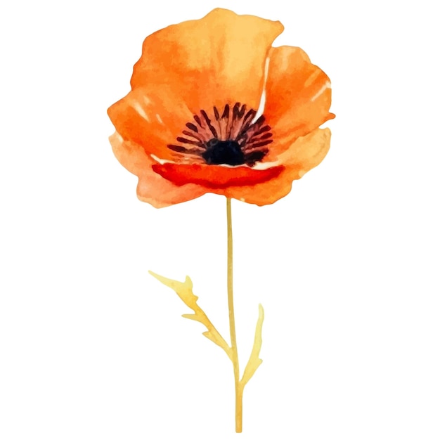 Vector vector watercolor painted poppy flower hand drawn design element isolated on white background