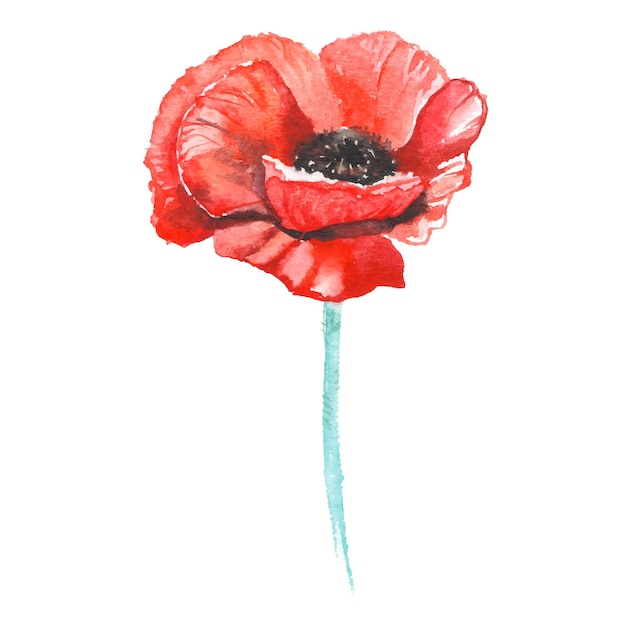 Vector Watercolor painted poppy flower Hand drawn flower design elements isolated on white background