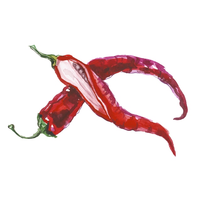 Vector Watercolor painted red chili pepper Hand drawn fresh food design element isolated on white background