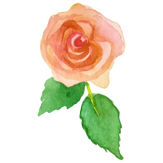 Vector vector watercolor painted rose flower hand drawn design element isolated on white background