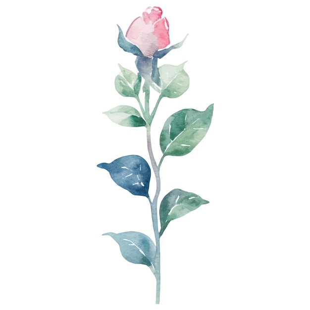 Vector watercolor painted rose flower Hand drawn design element isolated on white background