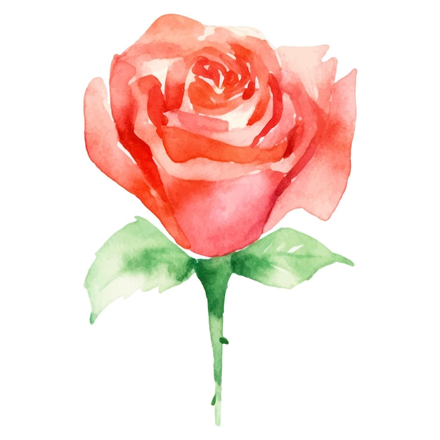 Vector watercolor painted rose flower Hand drawn design element isolated on white background