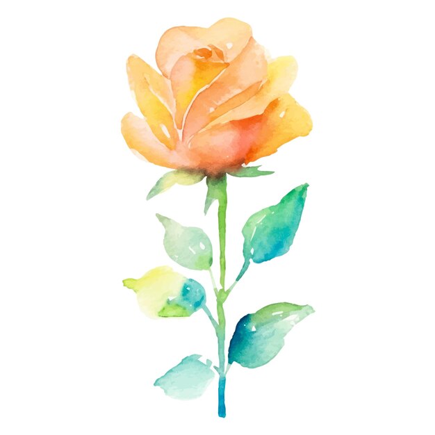 Vector watercolor painted rose flower hand drawn design element isolated on white background