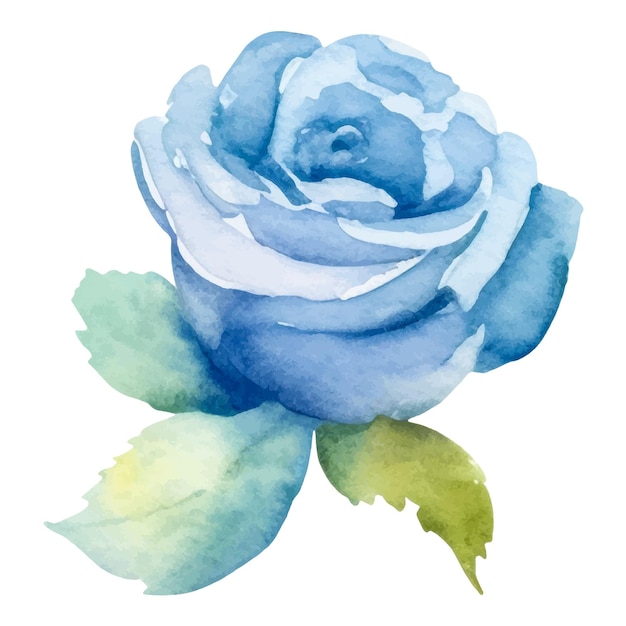 Vector watercolor painted rose flower Hand drawn design element isolated on white background