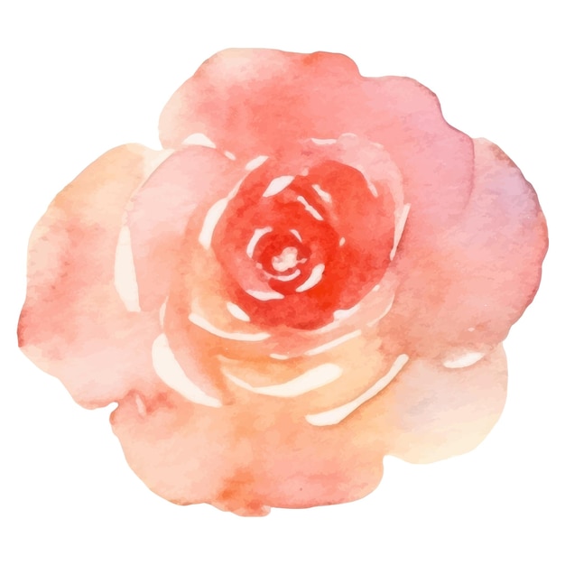 Vector watercolor painted rose flower Hand drawn design element isolated on white background