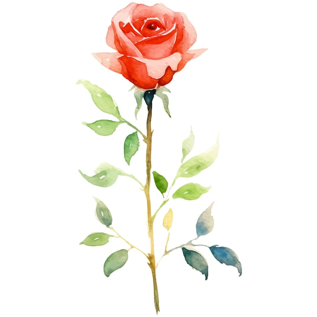 Vector watercolor painted rose flower Hand drawn design element isolated on white background