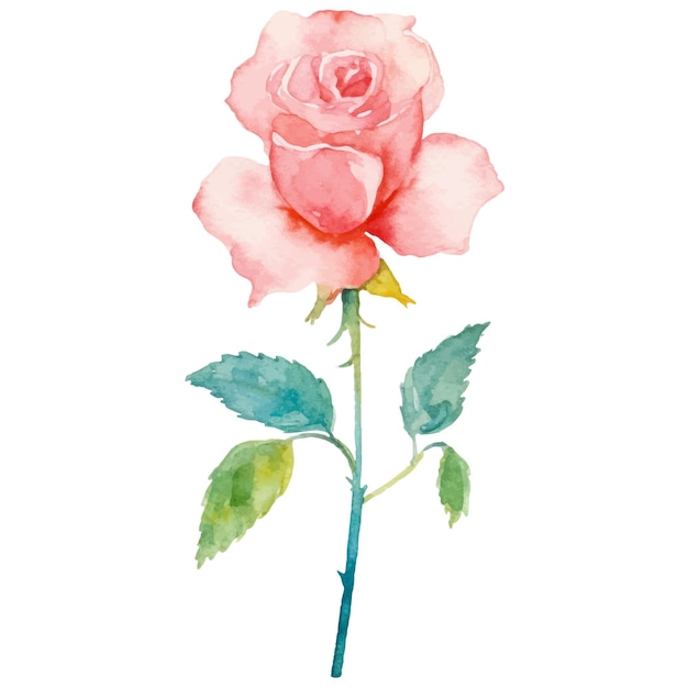 Fiore di rosa dipinto ad acquerello vettoriale elemento di design disegnato a mano isolato su sfondo bianco