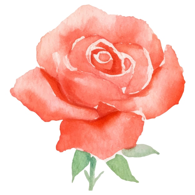 Vector watercolor painted rose flower hand drawn design element isolated on white background