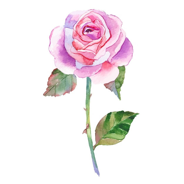 Vector Watercolor painted rose flower Hand drawn flower design elements isolated on white background