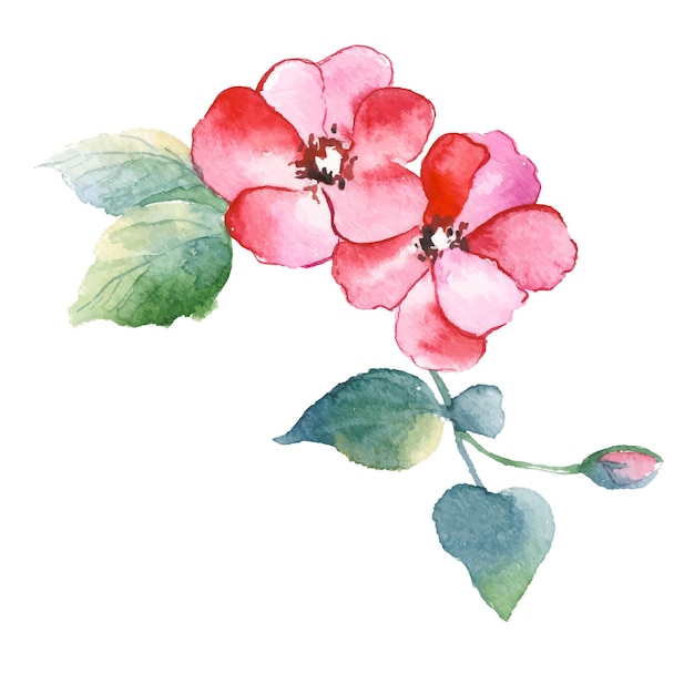 ベクトル水彩画にはローズヒップの花が描かれています。白い背景に分離された手描きの花のデザイン要素