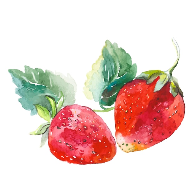 Vector Watercolor painted strawberry Hand drawn fresh food design elements isolated on white