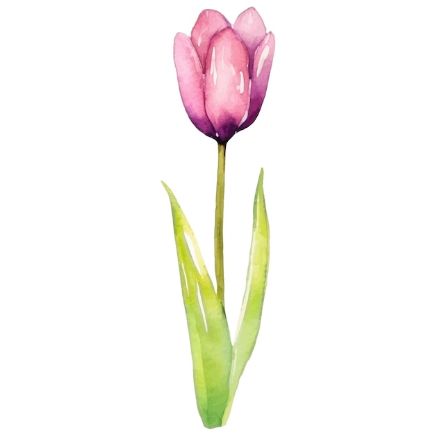 Vector vector watercolor painted tulip flower hand drawn design element isolated on white background