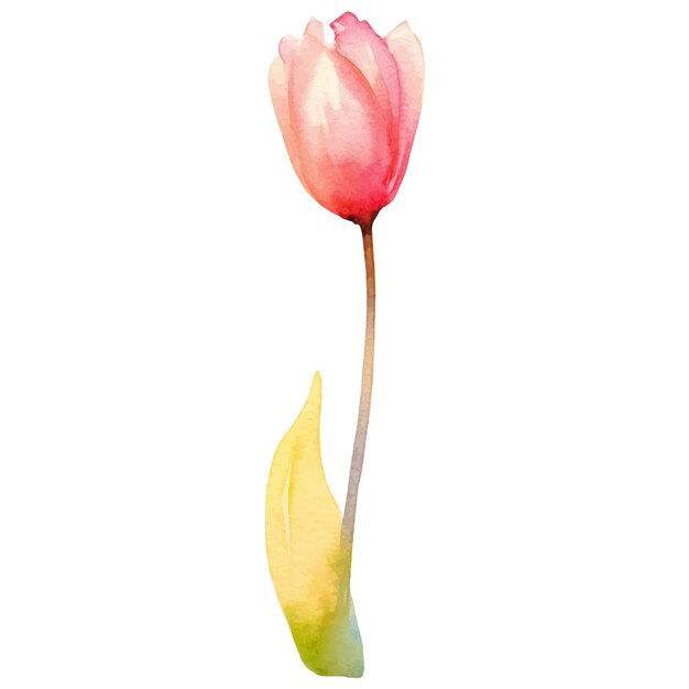 Vettore elemento di design disegnato a mano del fiore del tulipano dipinto ad acquerello vettoriale isolato su sfondo bianco