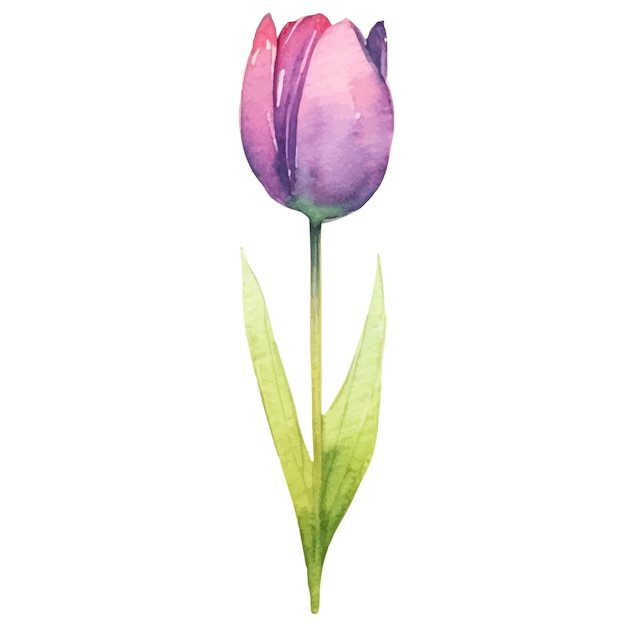 Vettore elemento di design disegnato a mano del fiore del tulipano dipinto ad acquerello vettoriale isolato su sfondo bianco