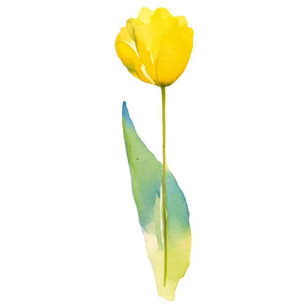 Вектор акварель нарисованный цветок тюльпана Ручной рисунок элемента дизайна изолирован на белом фоне
