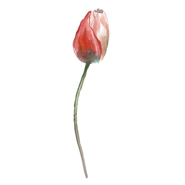 Vector Watercolor painted tulips Hand drawn 8 March holiday design elements isolated on white background