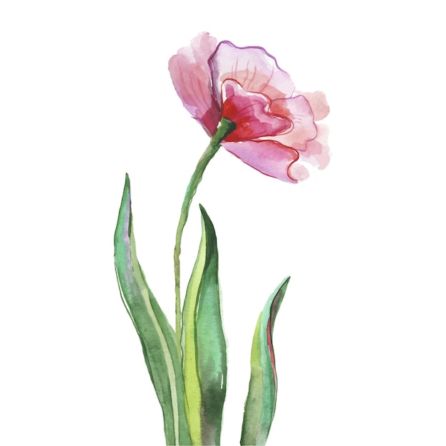 Vector Watercolor painted tulips Hand drawn 8 March holiday design elements isolated on white background