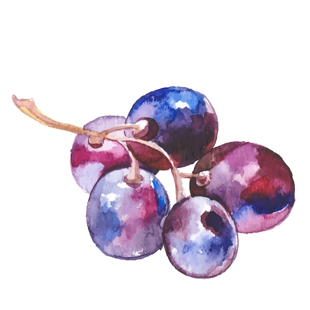 Vector Watercolor painted wine grapes Hand drawn fresh food design elements isolated on white background