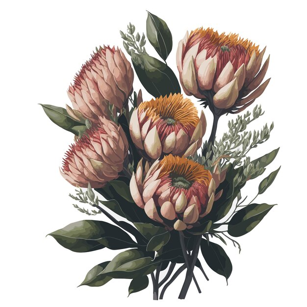 Vector vector watercolor protea caffra clipart floral blossom editable