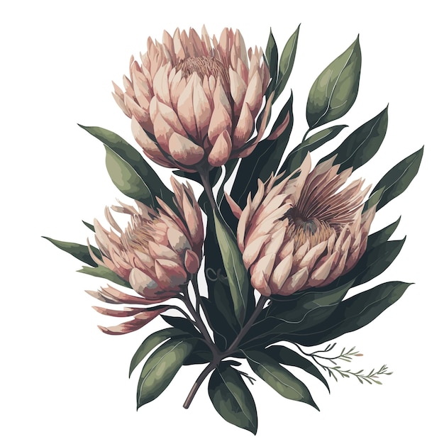 벡터 수채화 protea magnifica 클립 아트 꽃 꽃 편집 가능