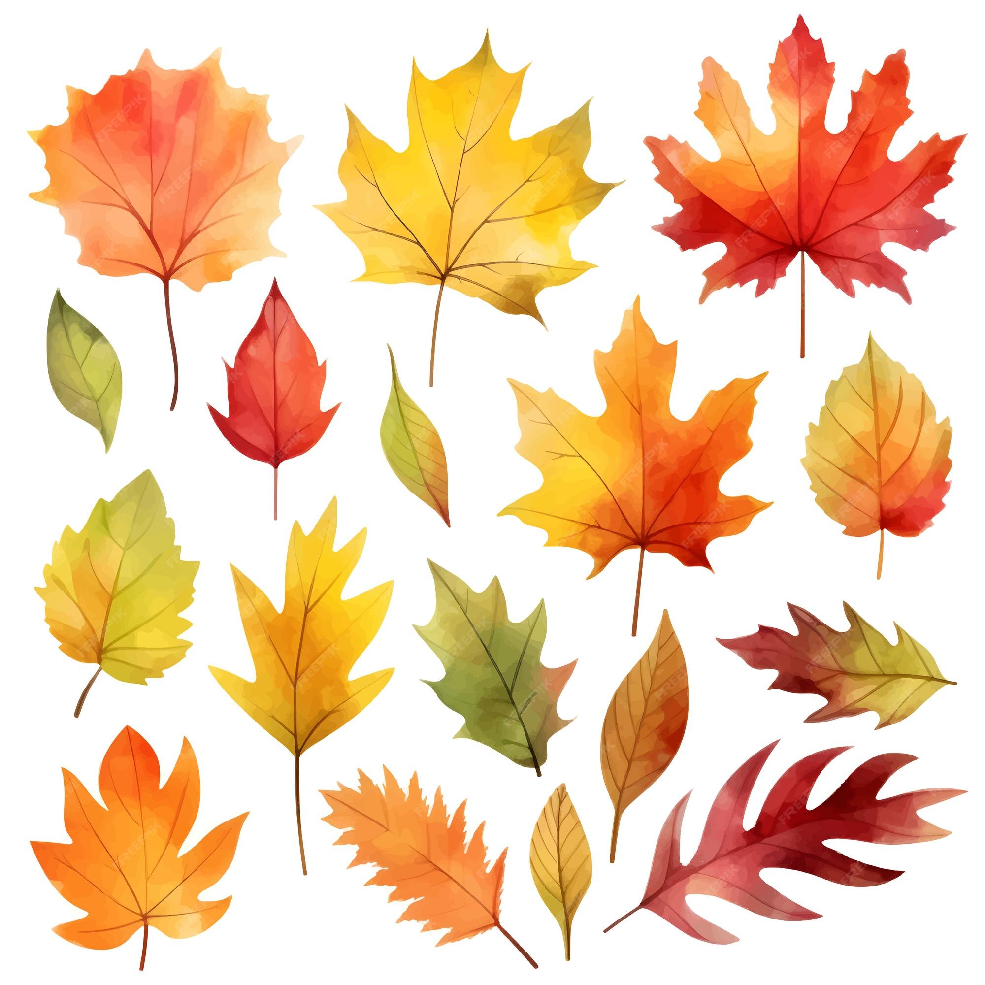 Premium Photo  Watercolor autumn maple leaf