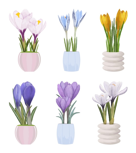 Vector watercolor spring summer colorful flowers crocuses in pots