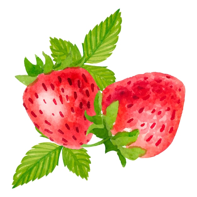 Vector Watercolor strawberry with Background