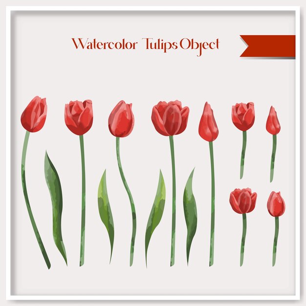 Vector vector watercolor tulips object collection