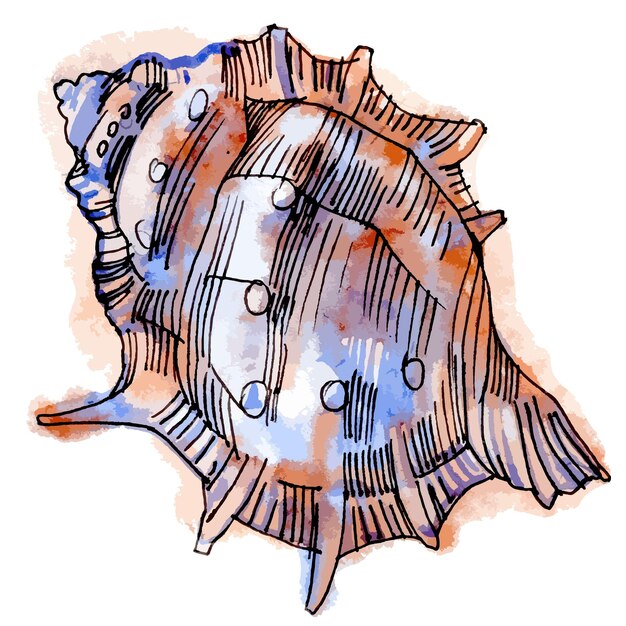 カラフルな貝殻の線図とベクトル水彩