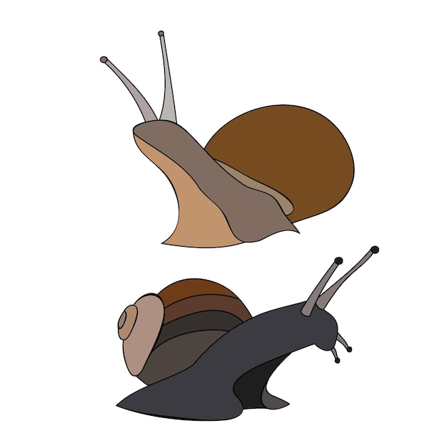 vector on white background garden snail