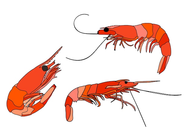 Vector white background set food sea shrimp